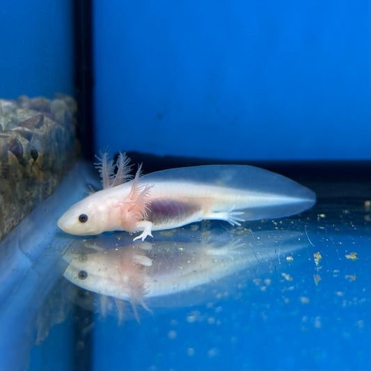 Leucistic Axolotl
