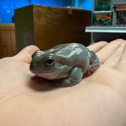 White's Tree Frog