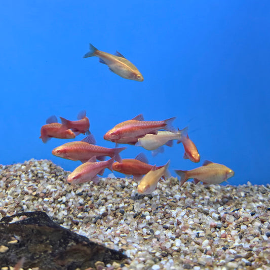 Albino Cherry Barb