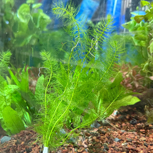 Green Myrio Bunch Aquatic Plant