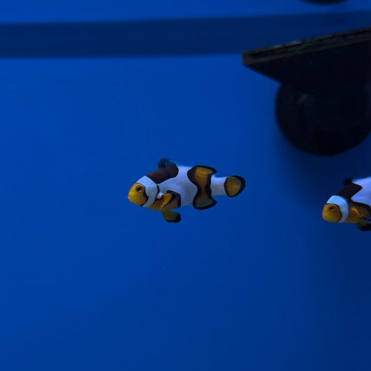 Picasso Percula Clownfish Aquacultured