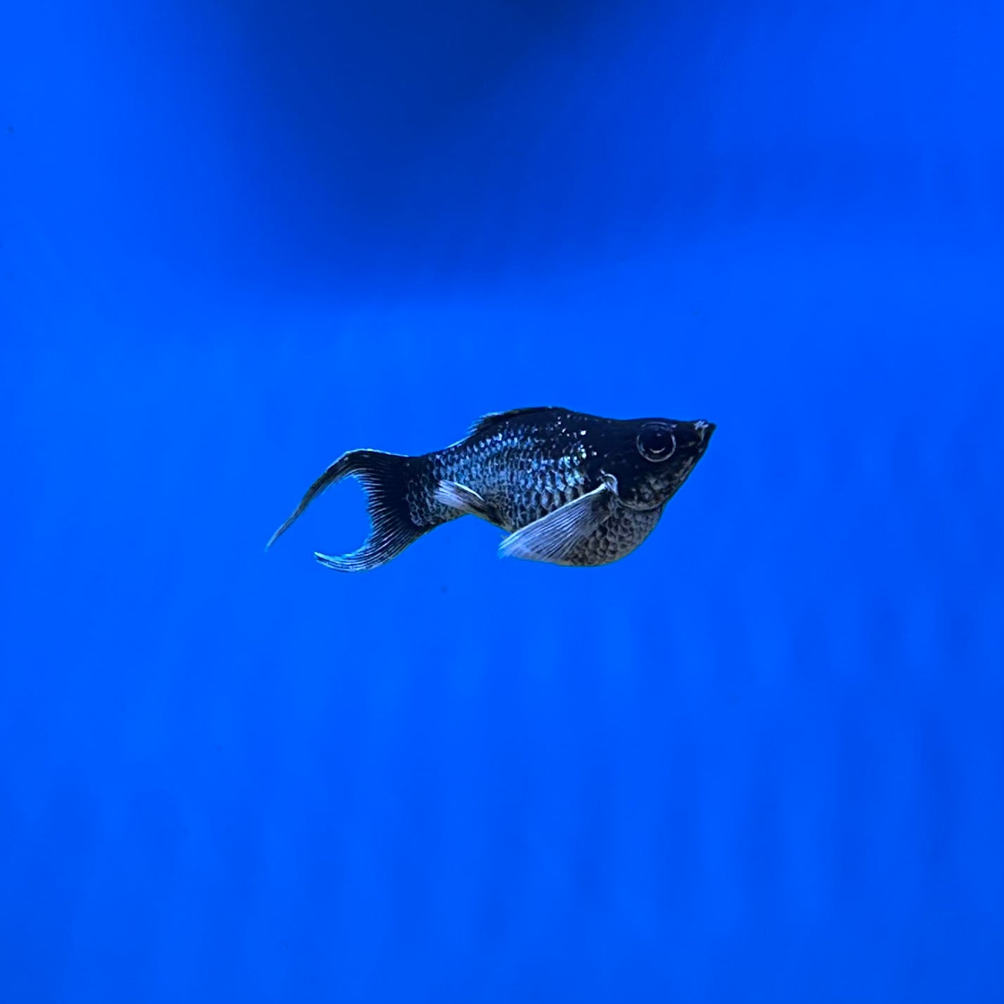 Electric Blue Lyretail Balloon Belly
