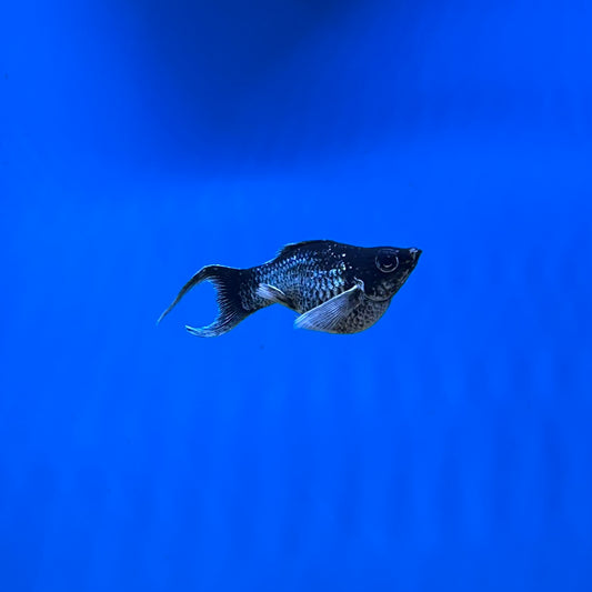 Electric Blue Lyretail Balloon Belly