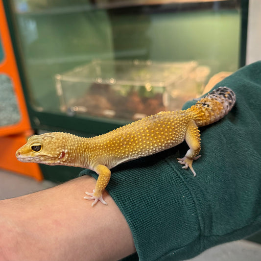 Leopard Gecko, Assorted