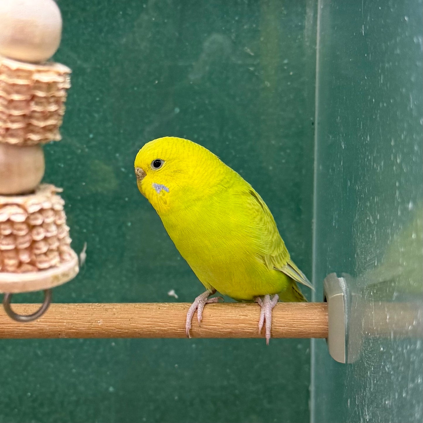 Parakeet/Budgie, Assorted Colors