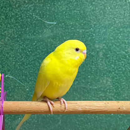 Parakeet/Budgie, Assorted Colors