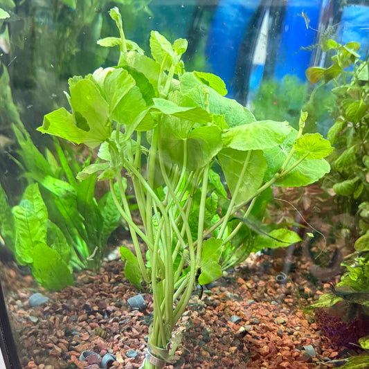 Pennywort Bunch Aquatic Plant