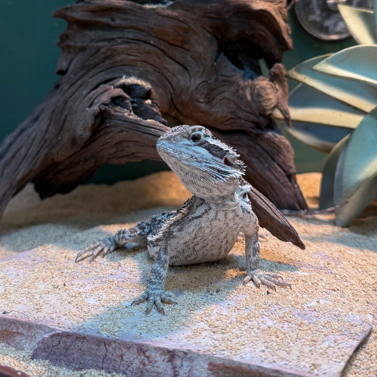Bearded Dragon