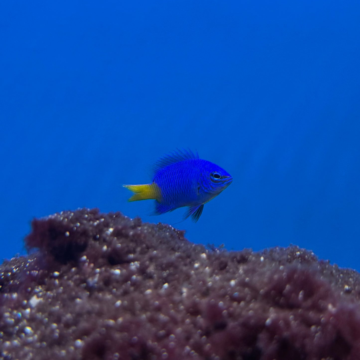 Yellowtail Blue Damsel