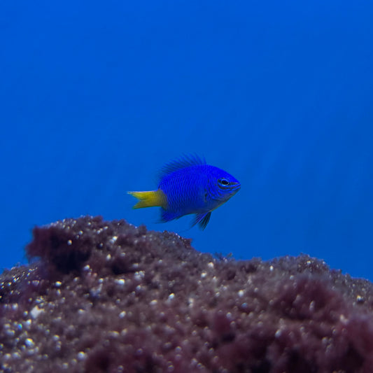 Yellowtail Blue Damsel