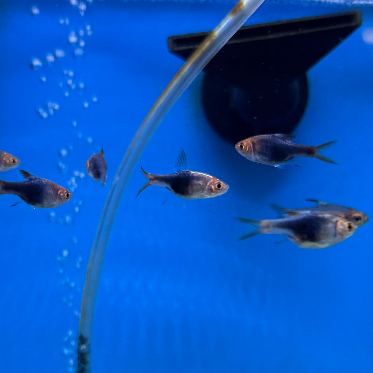 Black Harlequin Rasbora