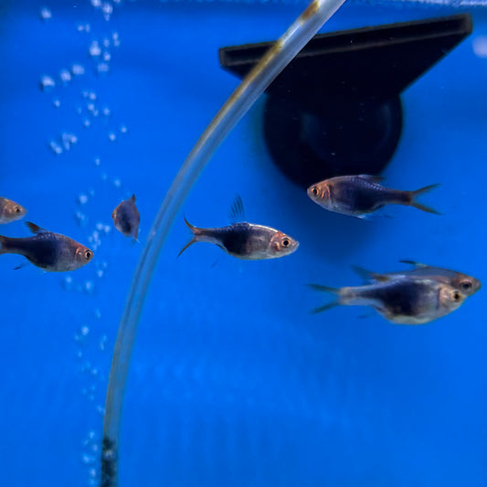 Black Harlequin Rasbora