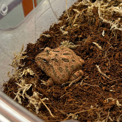 Red Coffee Pacman Frog