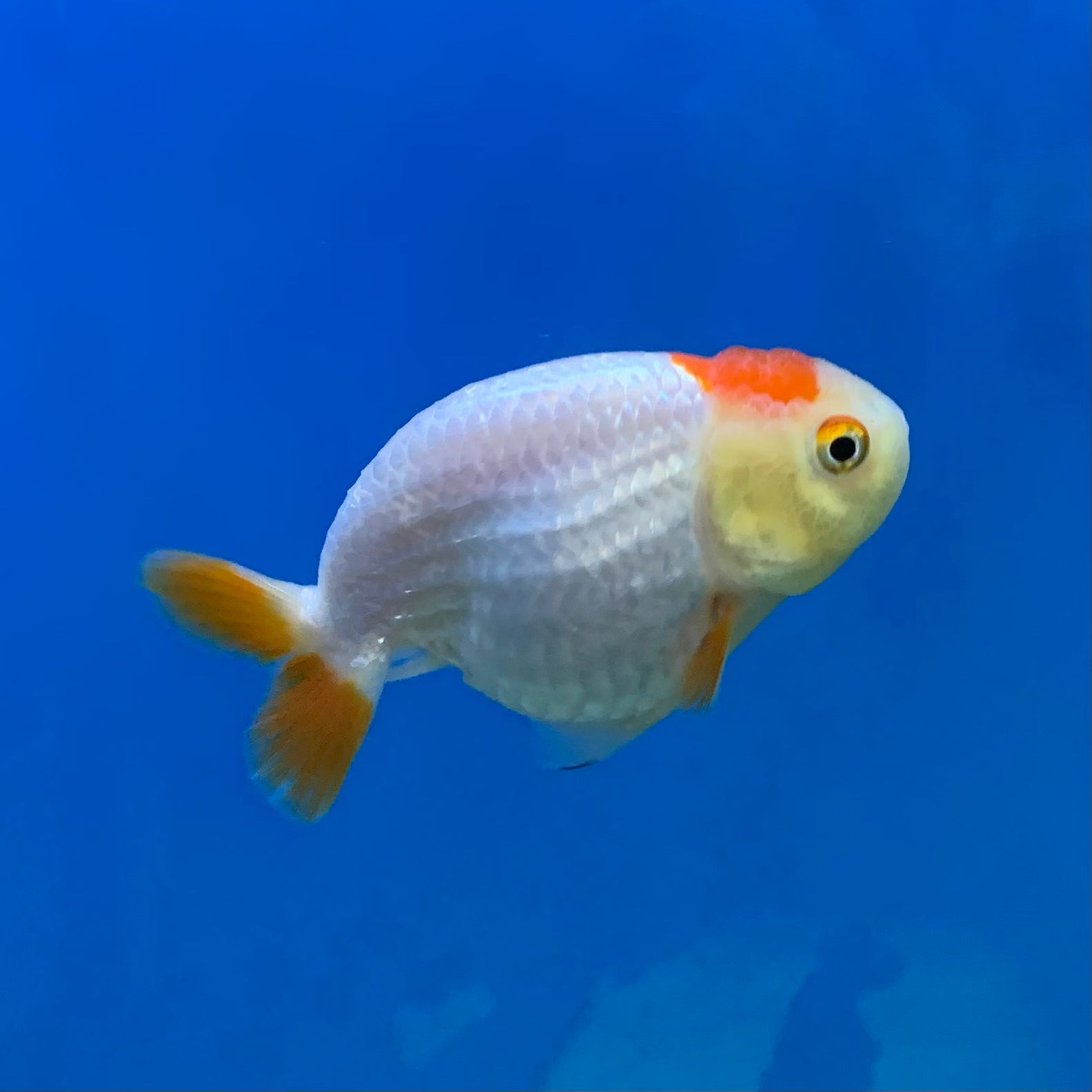 Assorted Ranchu – Pet Paradise - Harvard