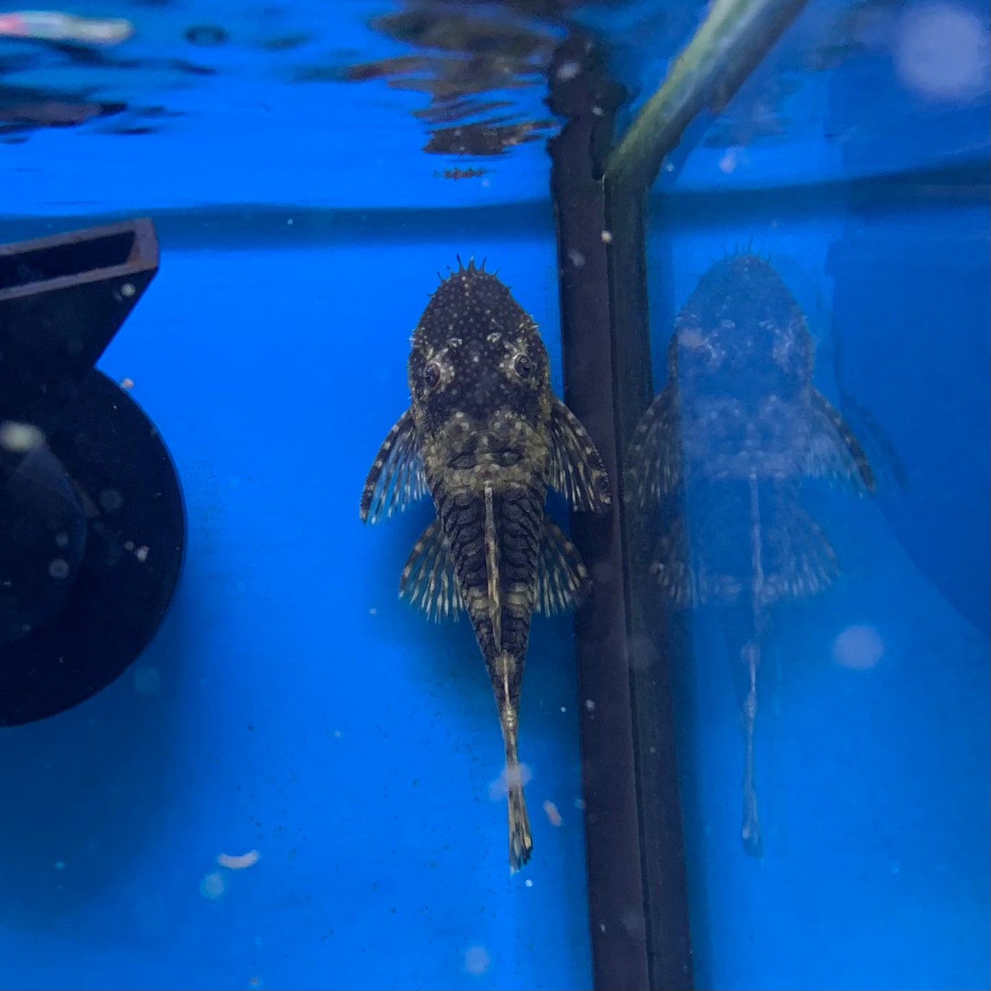 Bristlenose Plecostomus