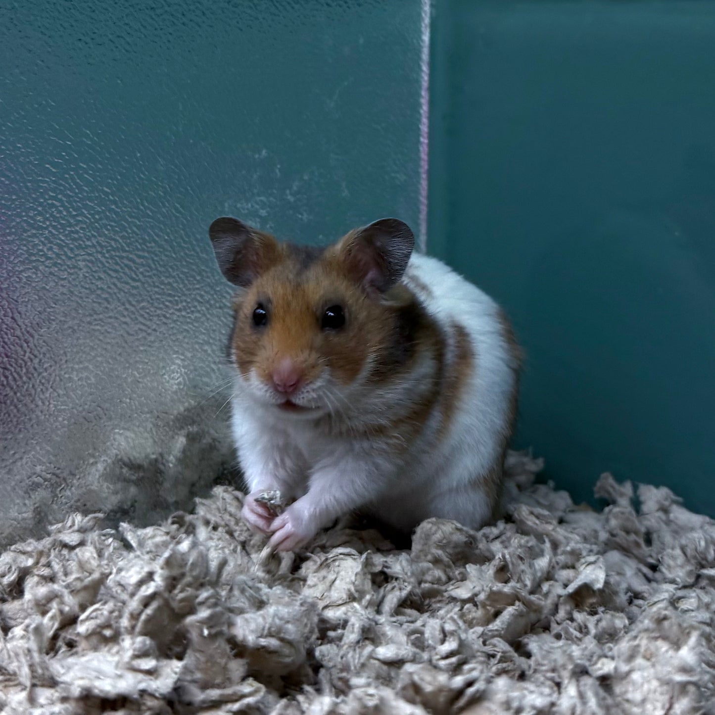 Syrian Hamster