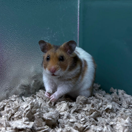 Syrian Hamster
