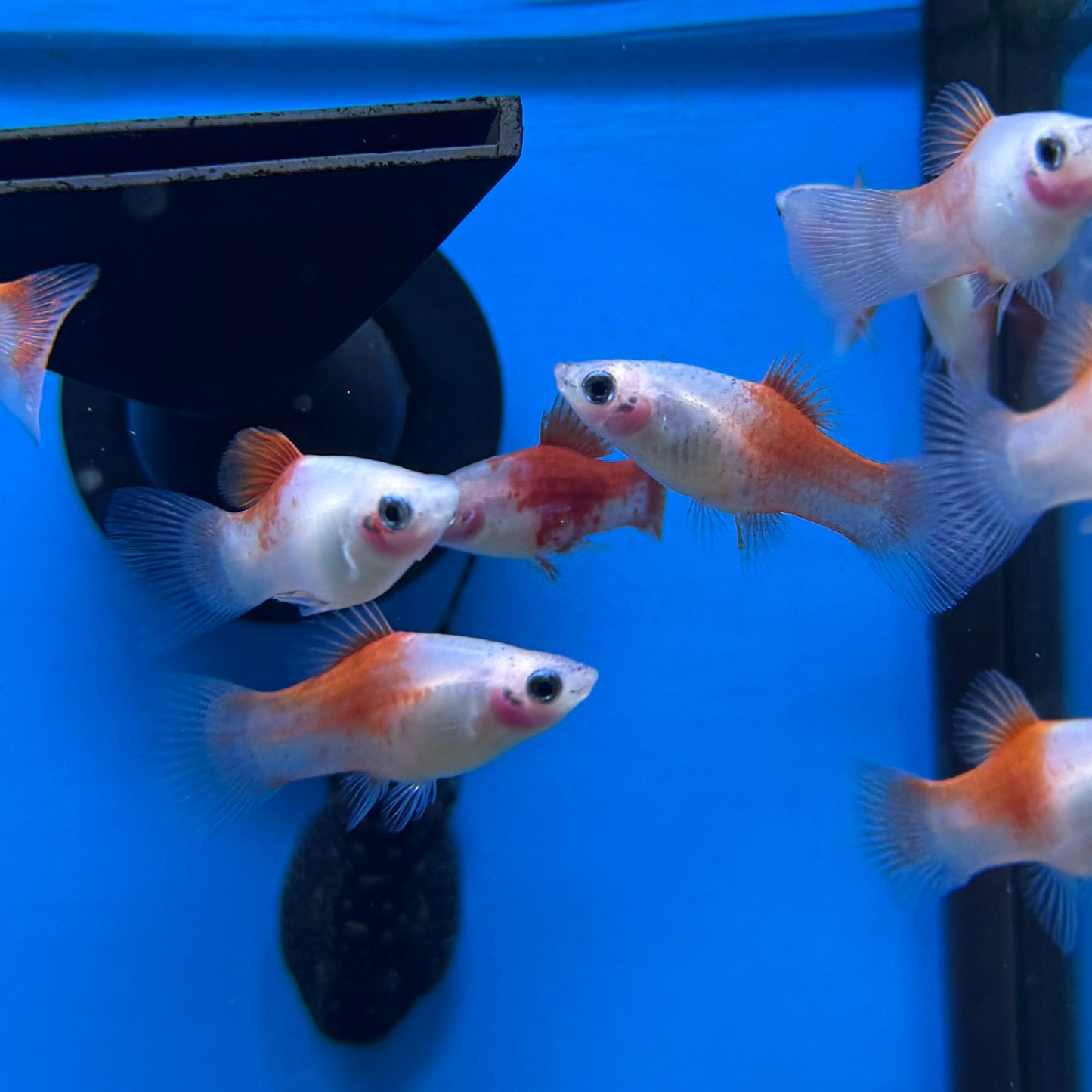 Red & White Platy