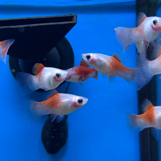 Red & White Platy