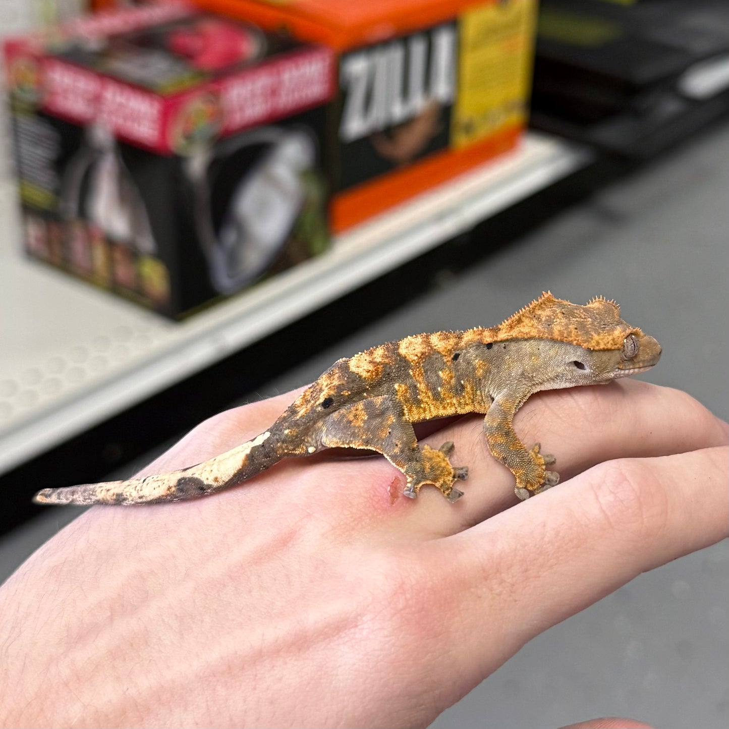 Harlequin Dalmatian Crested Gecko