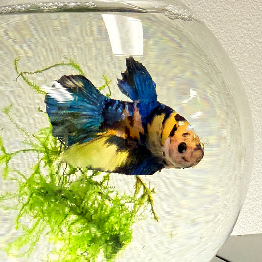 Koi Plakat Male Betta