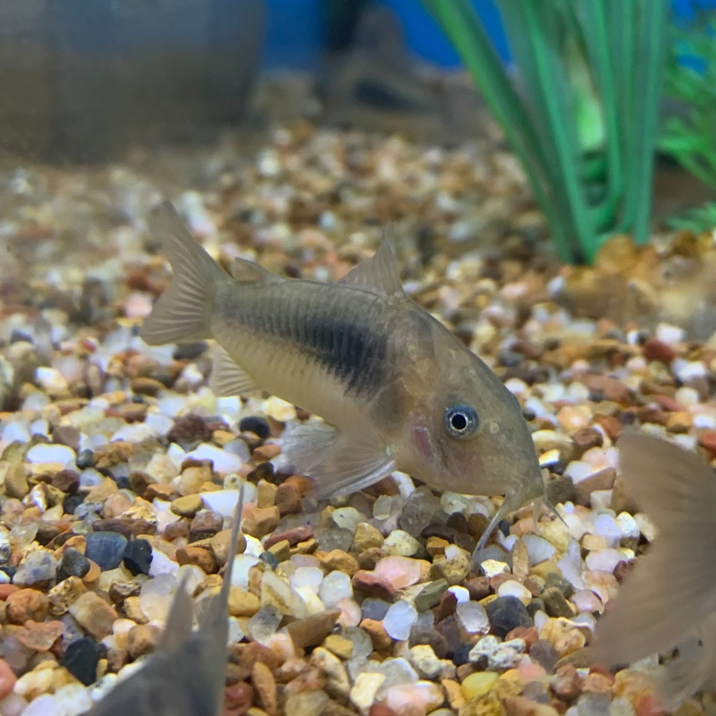 Green Aneus Corydoras