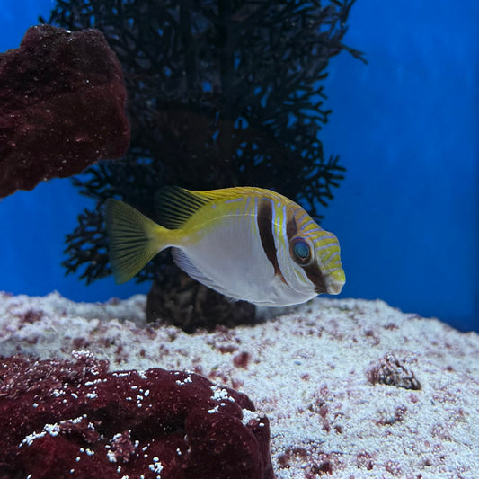 Double Barred Rabbitfish