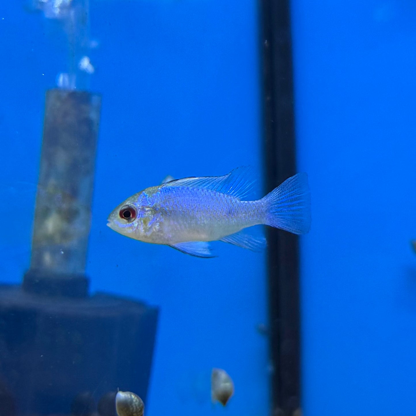 Electric Blue Ram