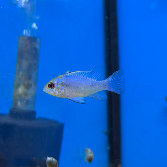 Electric Blue Ram