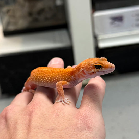 Super Hypo Tangerine Leopard Gecko