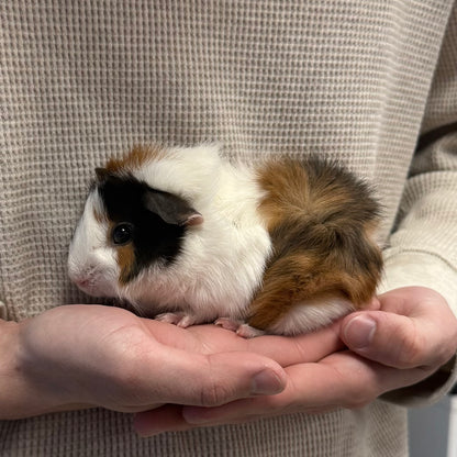 Abyssinian Guinea Pig Female