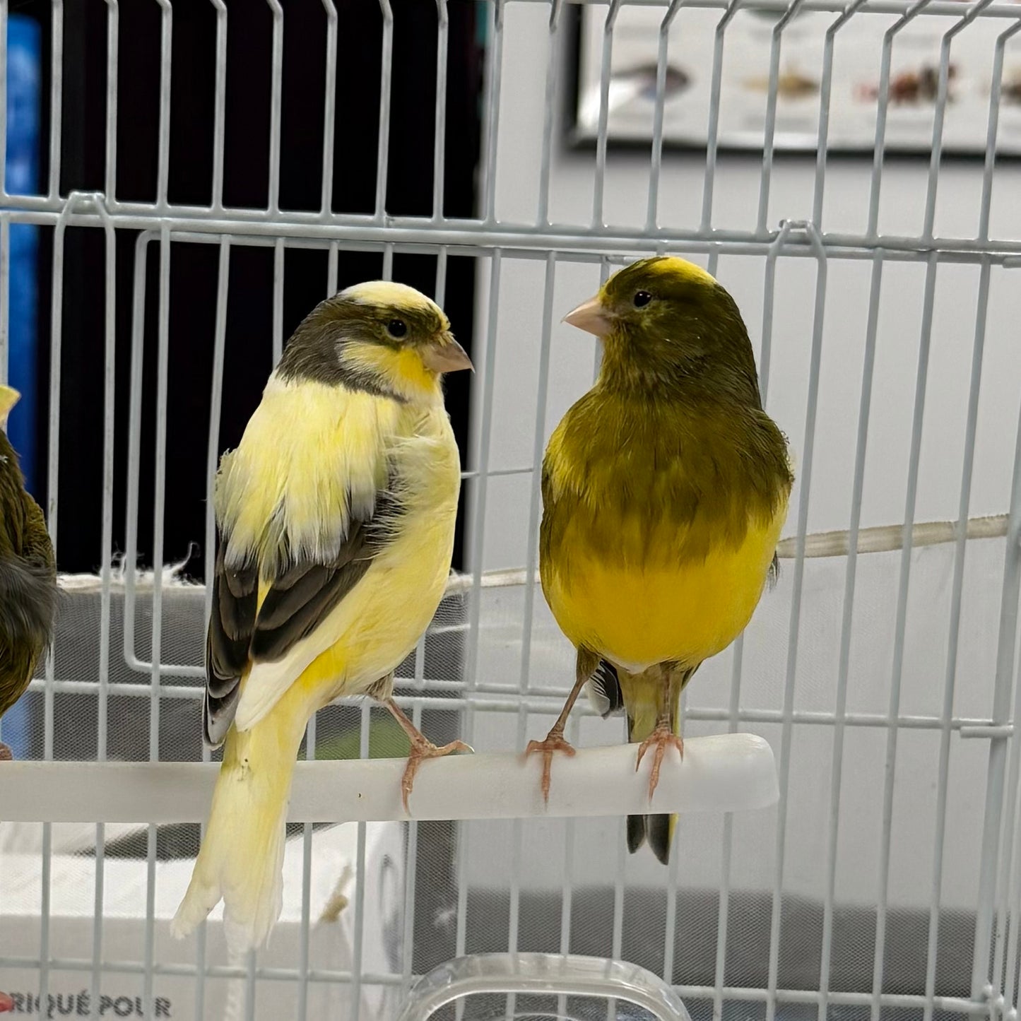 Assorted Canary
