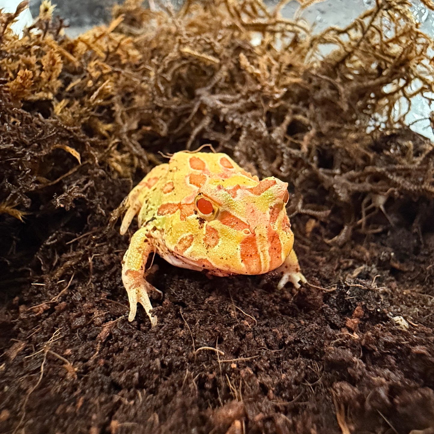 Albino Pacman Frog