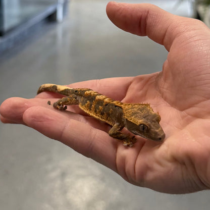 Harlequin Dalmatian Crested Gecko