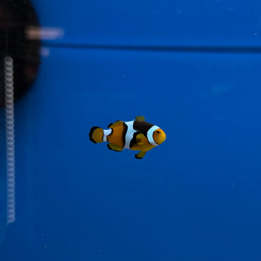 True Percula Clownfish Aquacultured