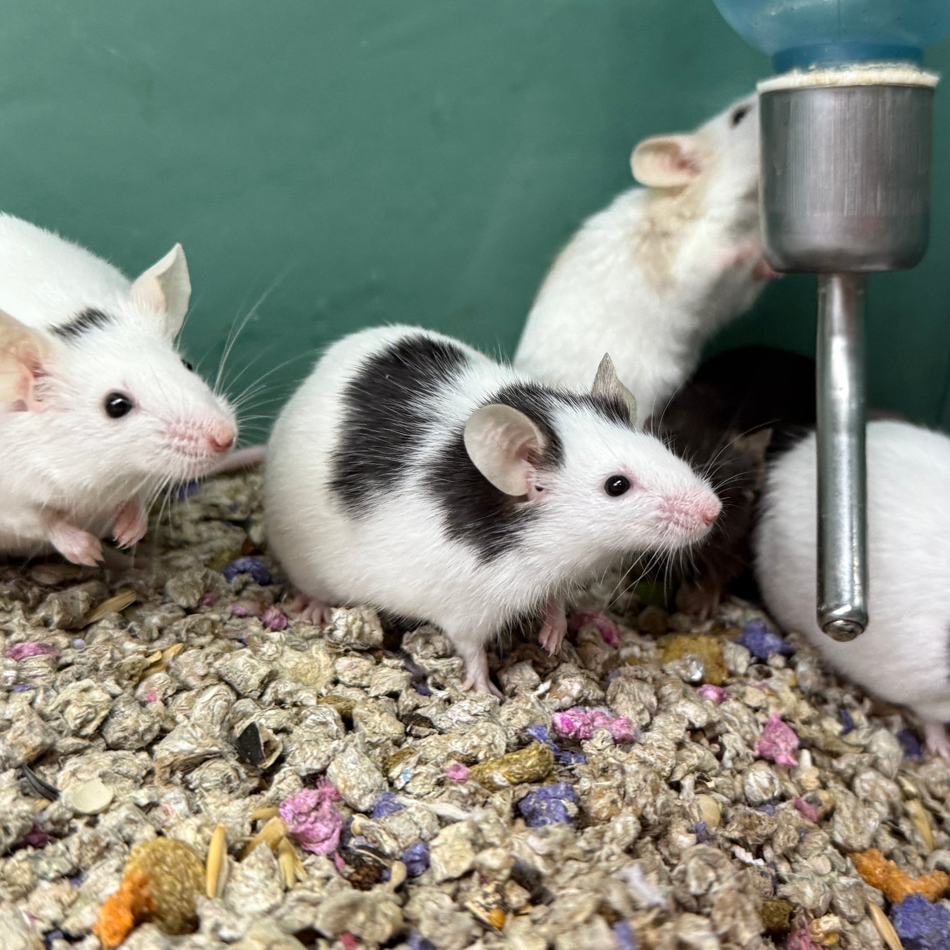 Fancy Mice