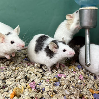 HOT Mouse Cost Buy Pet Mice Animals White Mice In House Pet