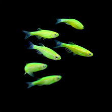 Load image into Gallery viewer, GloFish Danio
