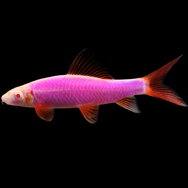 GloFish Shark