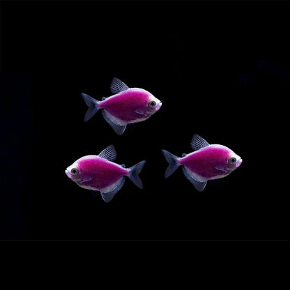 GloFish Tetra