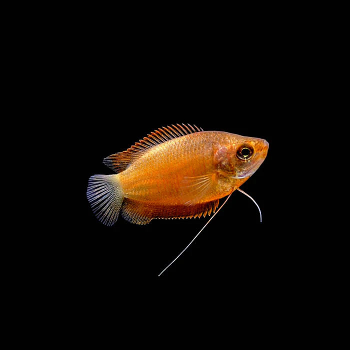 Red Honey Gourami