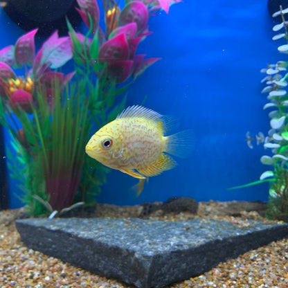 Gold Red Spotted Severum