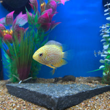 Load image into Gallery viewer, Gold Red Spotted Severum
