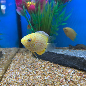 Gold Red Spotted Severum