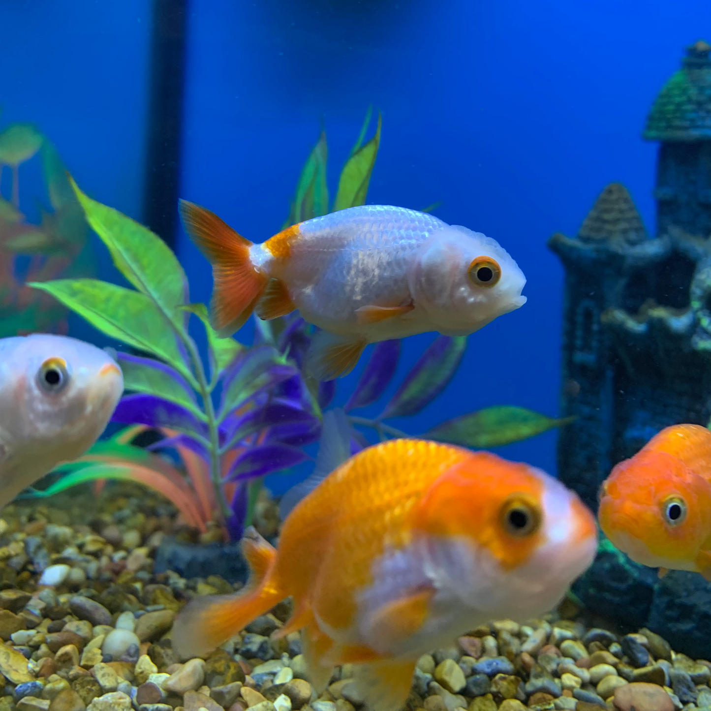 Lionhead Oranda