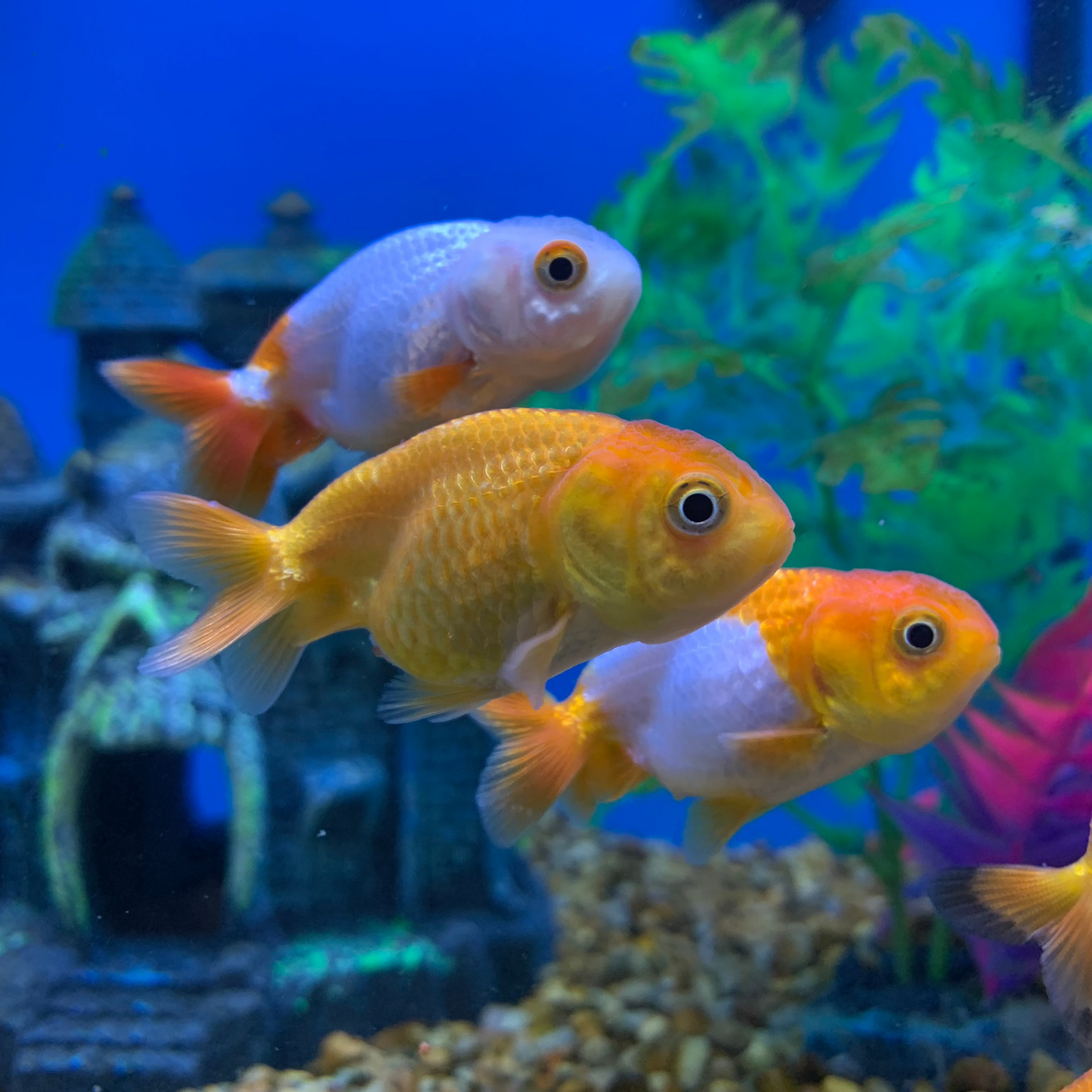 Lionhead Oranda