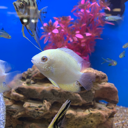 Gold Severum