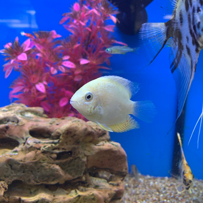 Gold Severum