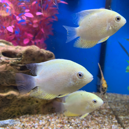 Gold Severum