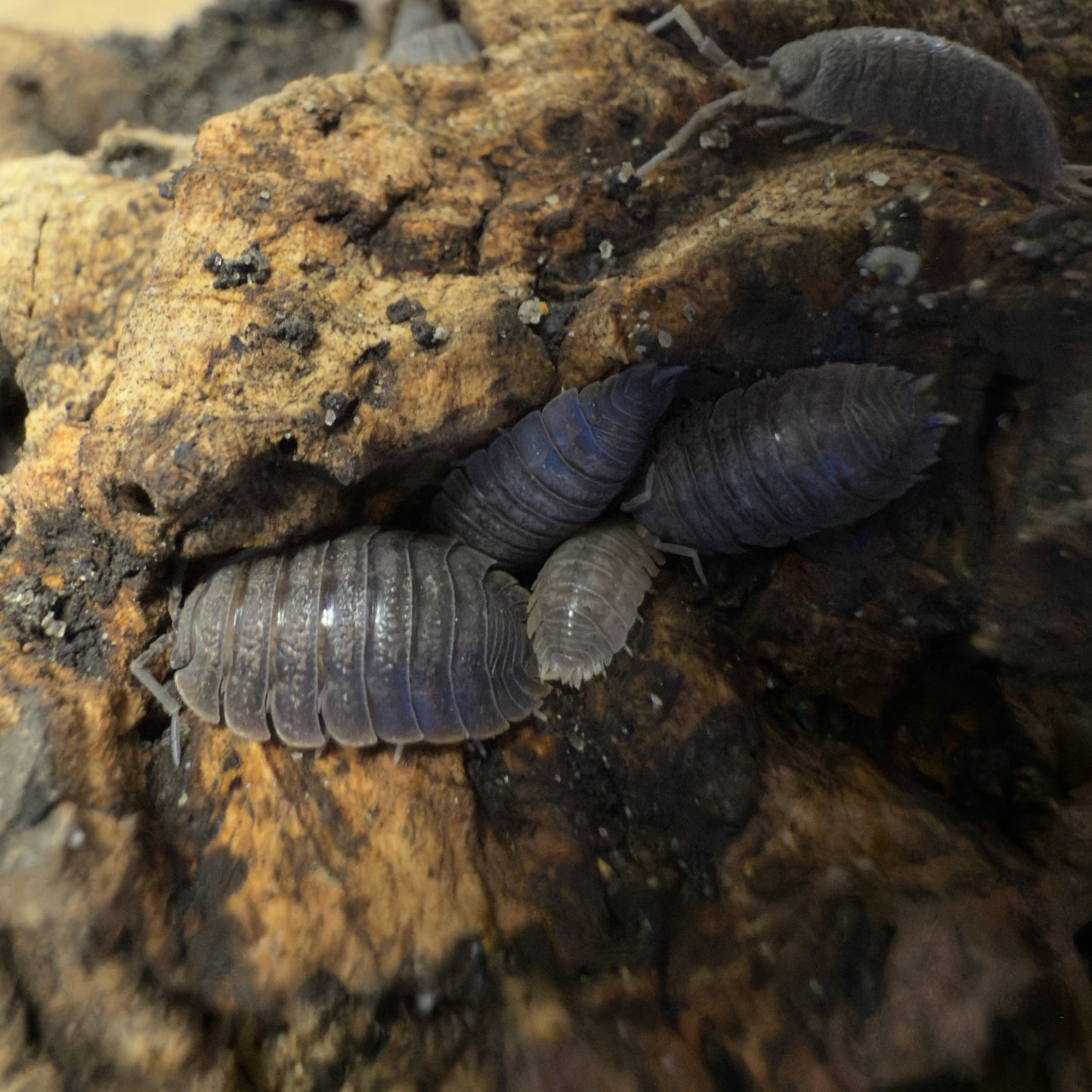 “Giant Canyon” Isopods (Porcellio Dilatatu) 10 Count